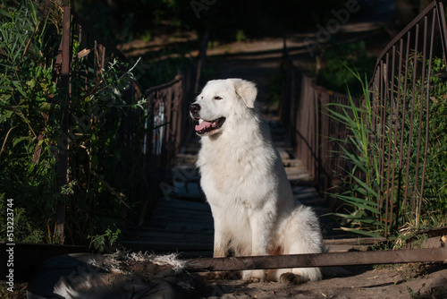 Maremmano-Abruzzese sheepdog, maremma dog outside