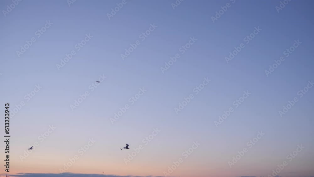 Silhouettes of seagulls flying against blue sky at evening - slow motion. Freedom, wildlife, nature concept Silhouettes of seagulls flying against blue sky at evening - slow motion. Freedom, wildlife, nature concept