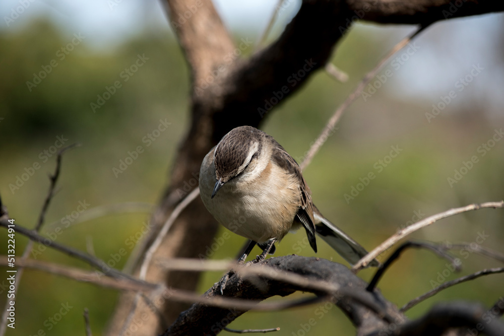 Fototapeta premium calandria común. Aves en el parque