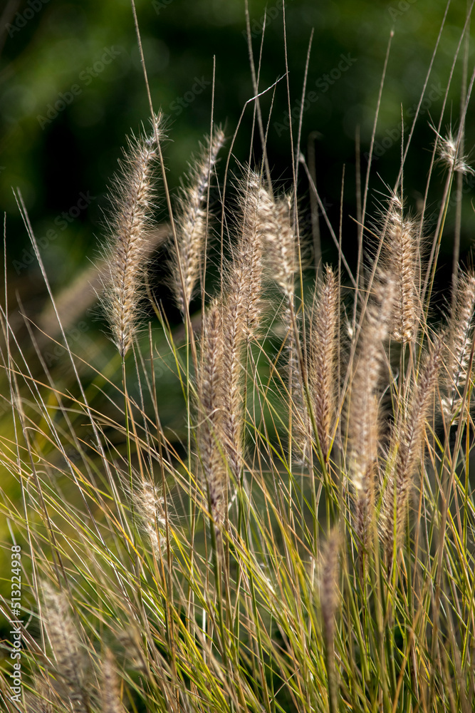 Foto de la planta Pennisetum alopecuroides