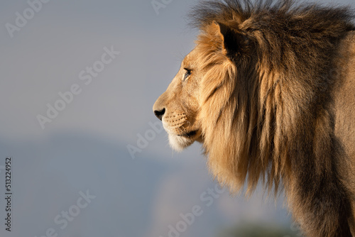 Wild lion portrait - side profile - Mighty and strong big cat seen on a safari nature adventure in South Africa