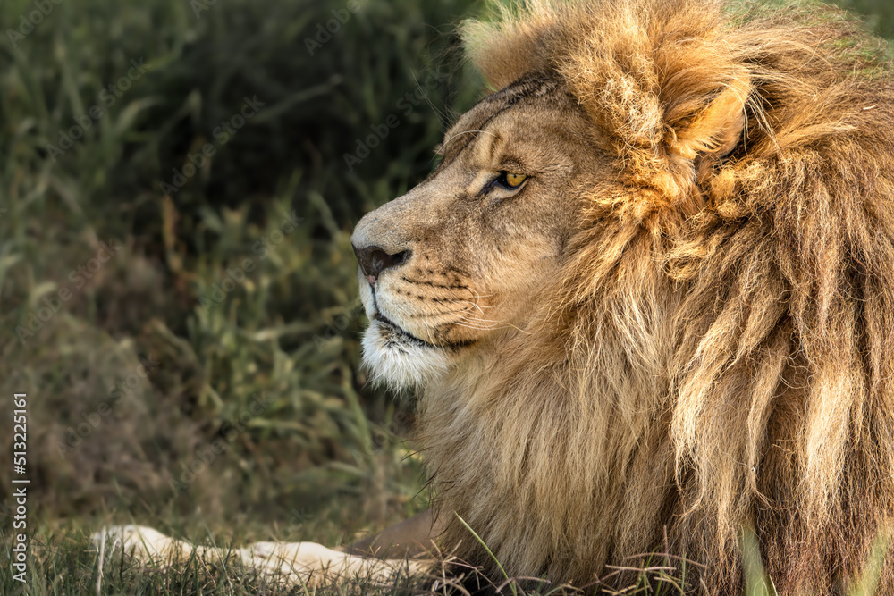 Lion portrait - King of the African savannah - Wild and free, this big cat seen on a safari nature adventure in South Africa Lion portrait - King of the African savannah - Wild and free, this big cat seen on a safari nature adventure in South Africa