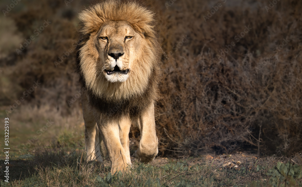 Lion prowling in the African savannah - Wild and free, this big cat seen on a safari nature adventure in South Africa Lion prowling in the African savannah - Wild and free, this big cat seen on a safari nature adventure in South Africa