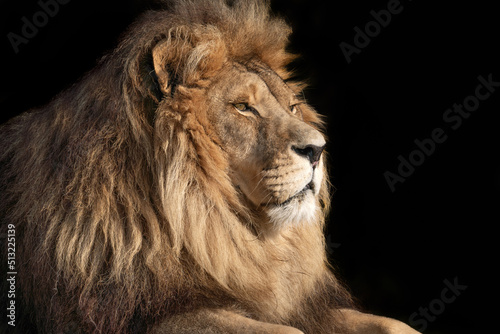 Lion portrait side profile - isolated on black background - King of the African savannah - Wild and free  this big cat seen on a safari nature adventure in South Africa