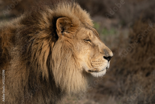 Lion portrait - King of the African savannah - Wild and free, this big cat seen on a safari nature adventure in South Africa