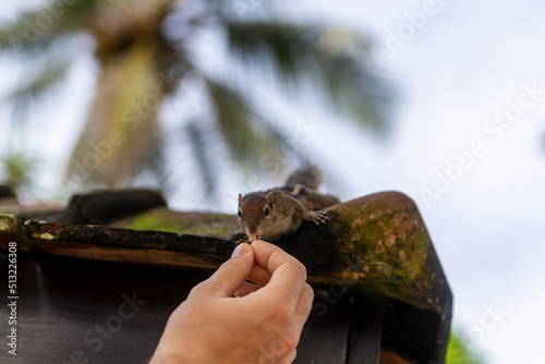 Human feed chipmunk