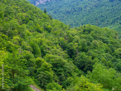 Hills covered with dense forest. Green mountains. Nature of Georgia