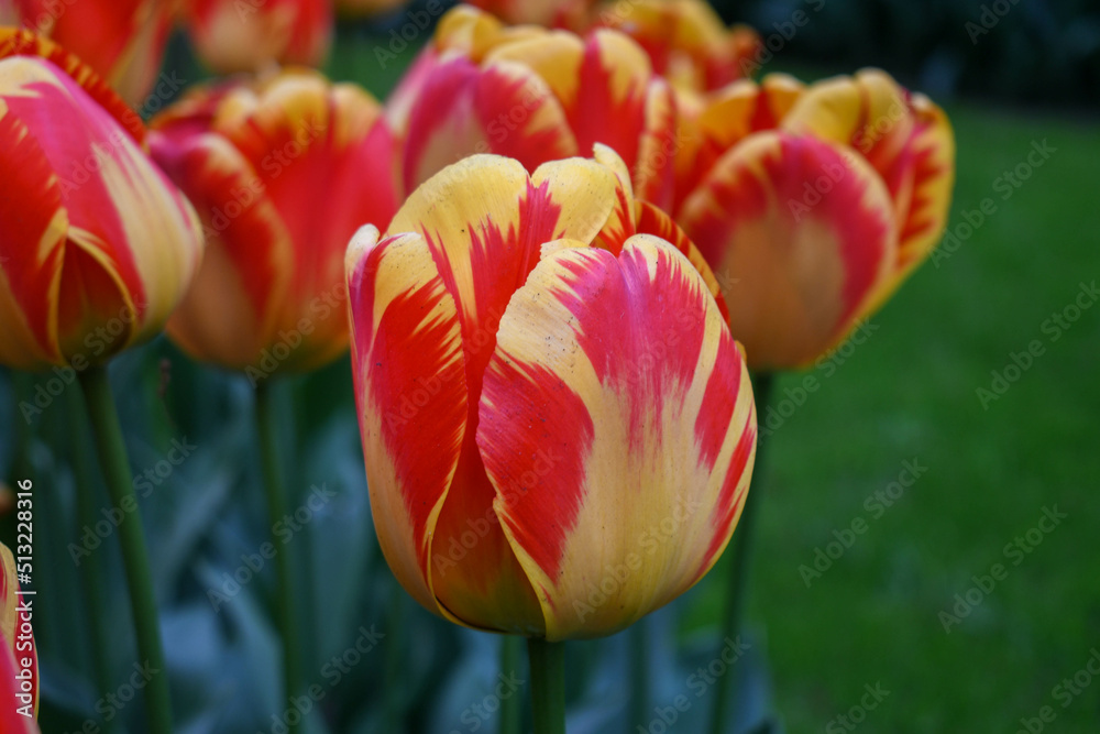 Fototapeta premium Fiery red and yellow tulips in a Dutch garden 