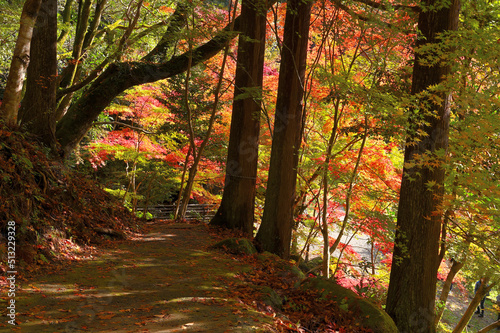 環境芸術の森の紅葉