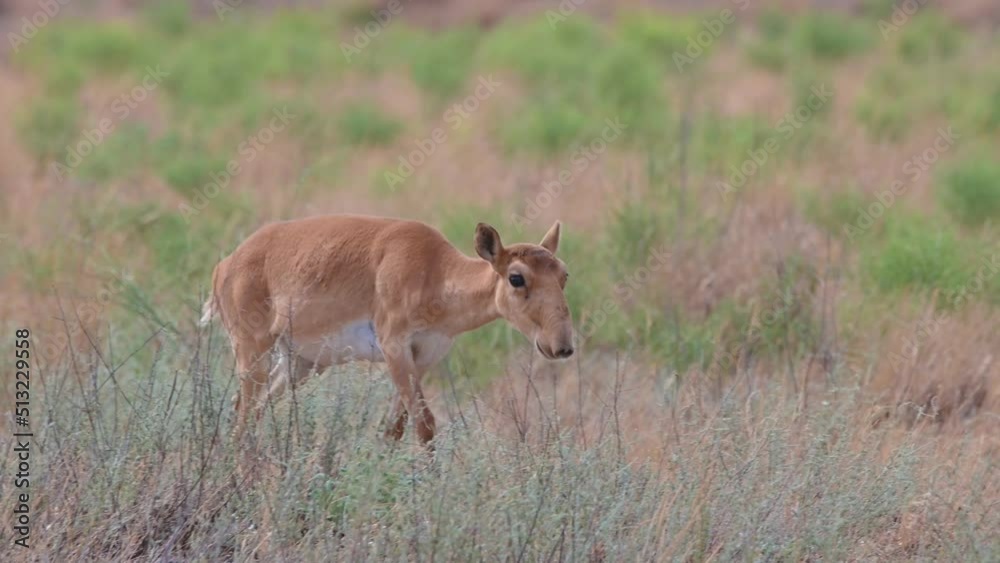 Wild saiga antelope or Saiga tatarica grazes in steppe. 4K Wild saiga antelope or Saiga tatarica grazes in steppe. 4K