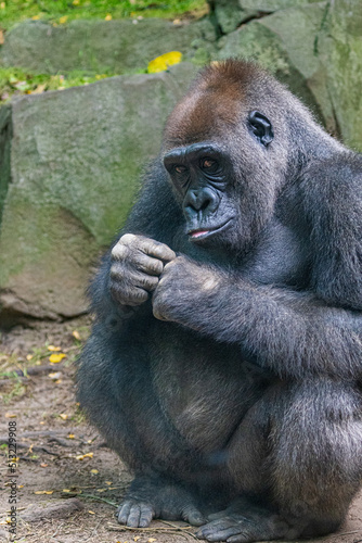 A gorilla © Sebastian Rothwyn