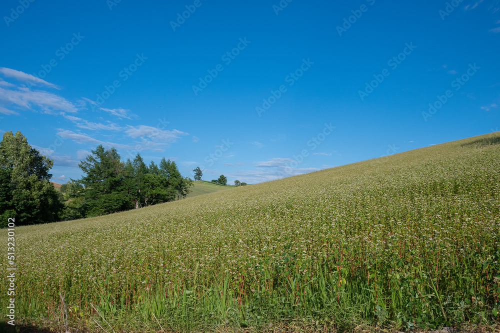Fototapeta premium 花が咲いたソバ畑と青空 