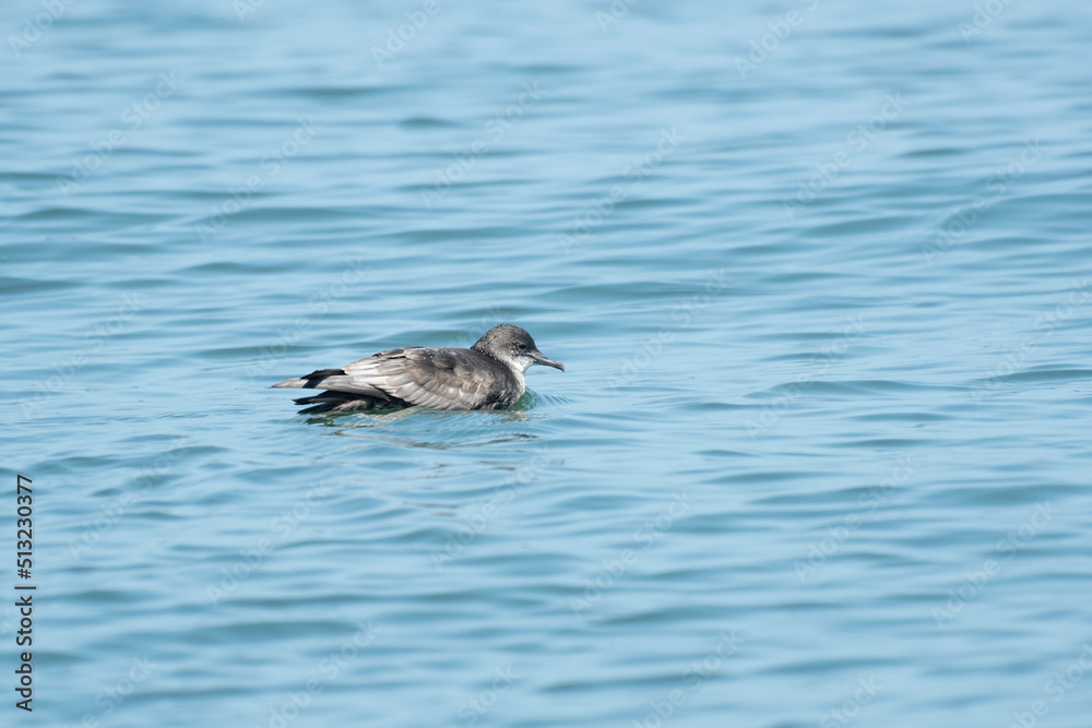 Short-tailed shearwater on the sea