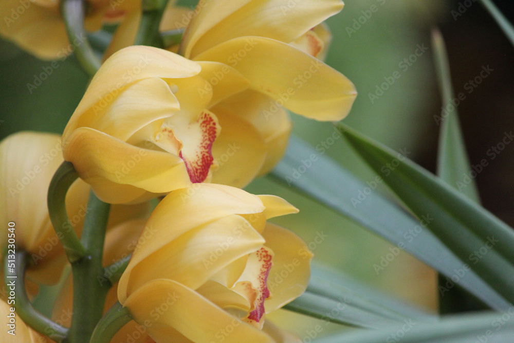 Φωτογραφία An edible delicacy in its floral form the boat orchid judges other flowers as th