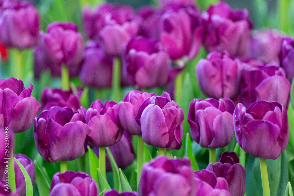 A cascade of showy purple tulips add a vibrant pop of color to the evening garden A cascade of showy purple tulips add a vibrant pop of color to the evening garden