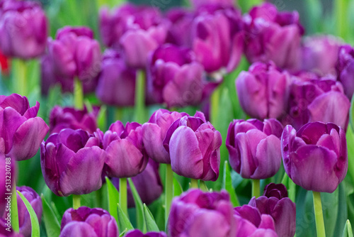 A cascade of showy purple tulips add a vibrant pop of color to the evening garden
