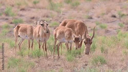 Wild saiga antelope or Saiga tatarica grazes in steppe. 4K