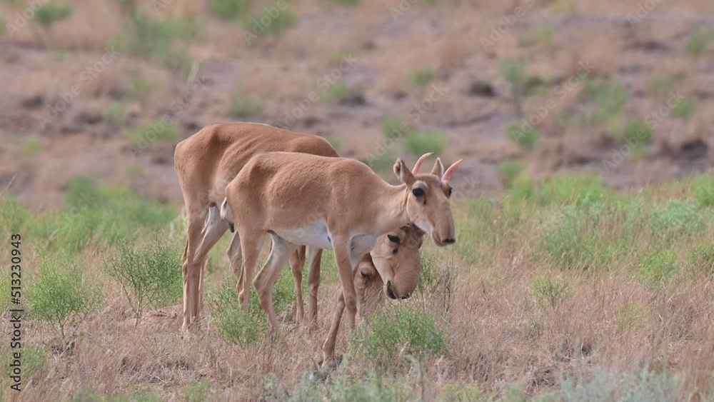 Wild saiga antelope or Saiga tatarica grazes in steppe. 4K