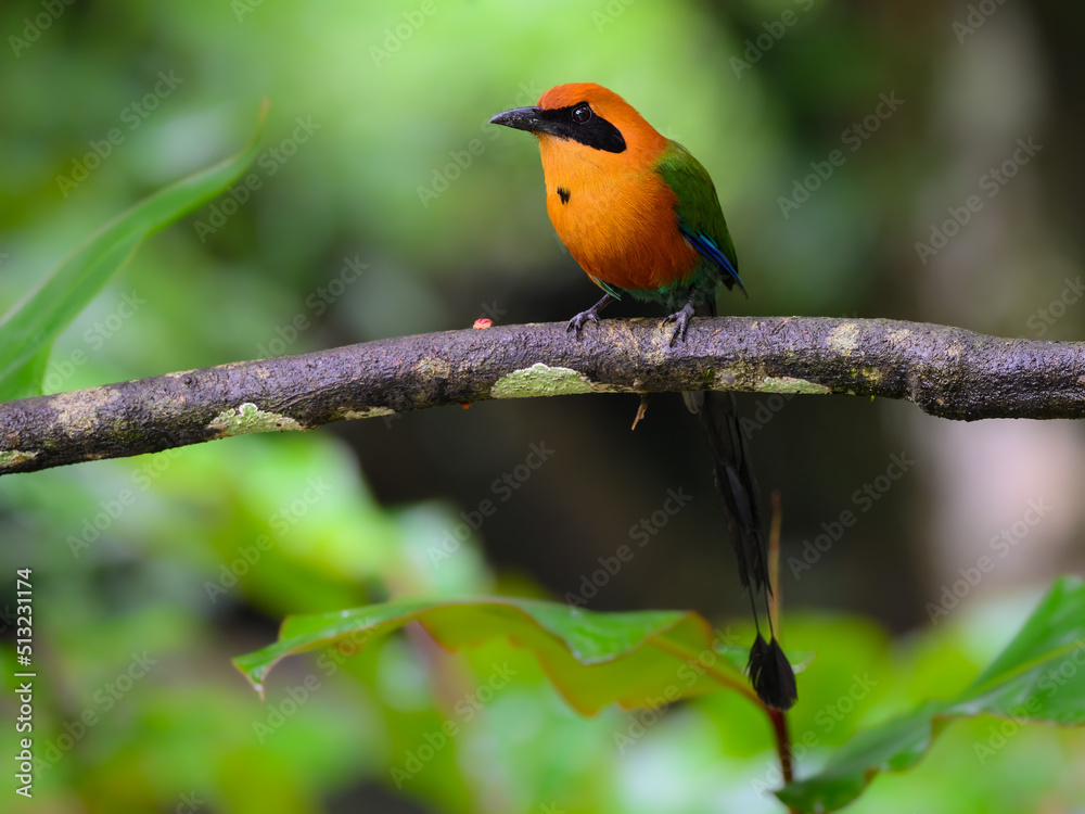 Rufous Motmot Perched on tree branch on green background