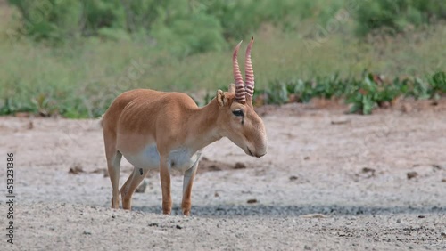 Wild saiga antelope or Saiga tatarica grazes in steppe. 4K