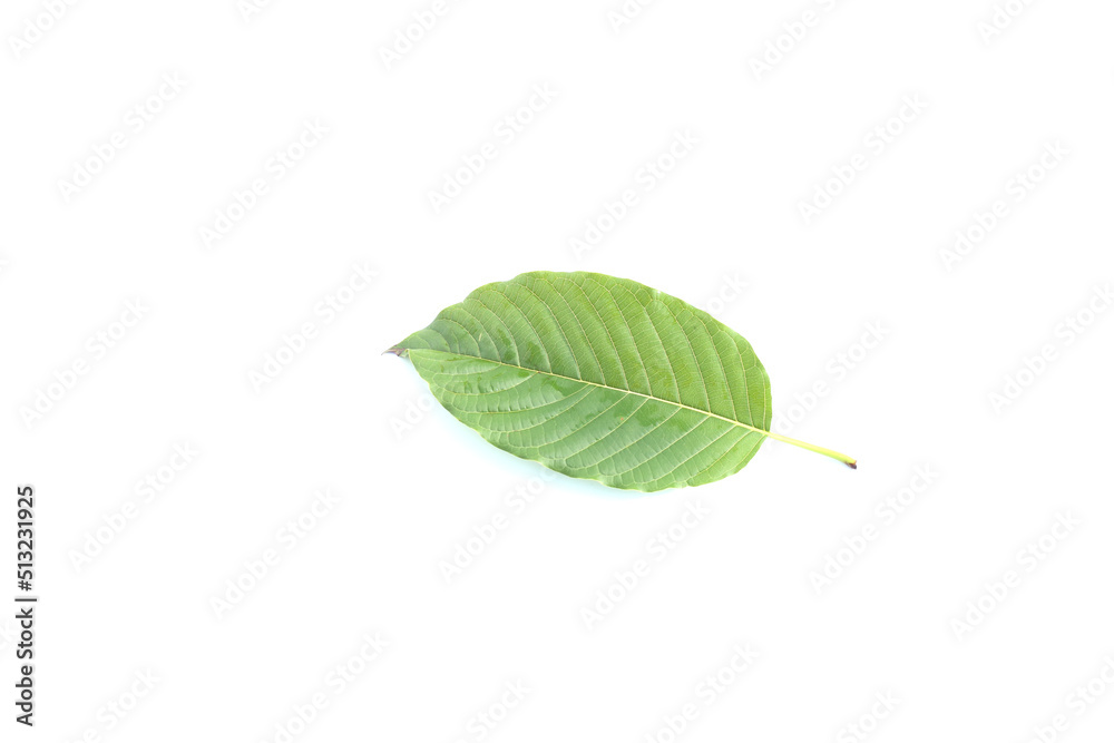 Fototapeta premium Kratom leaves on a white background