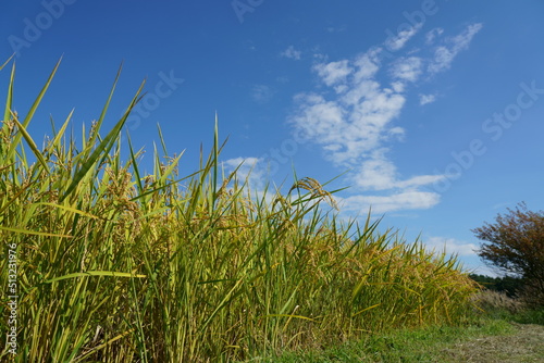 秋の稲田は青空の下で黄金色に染まる