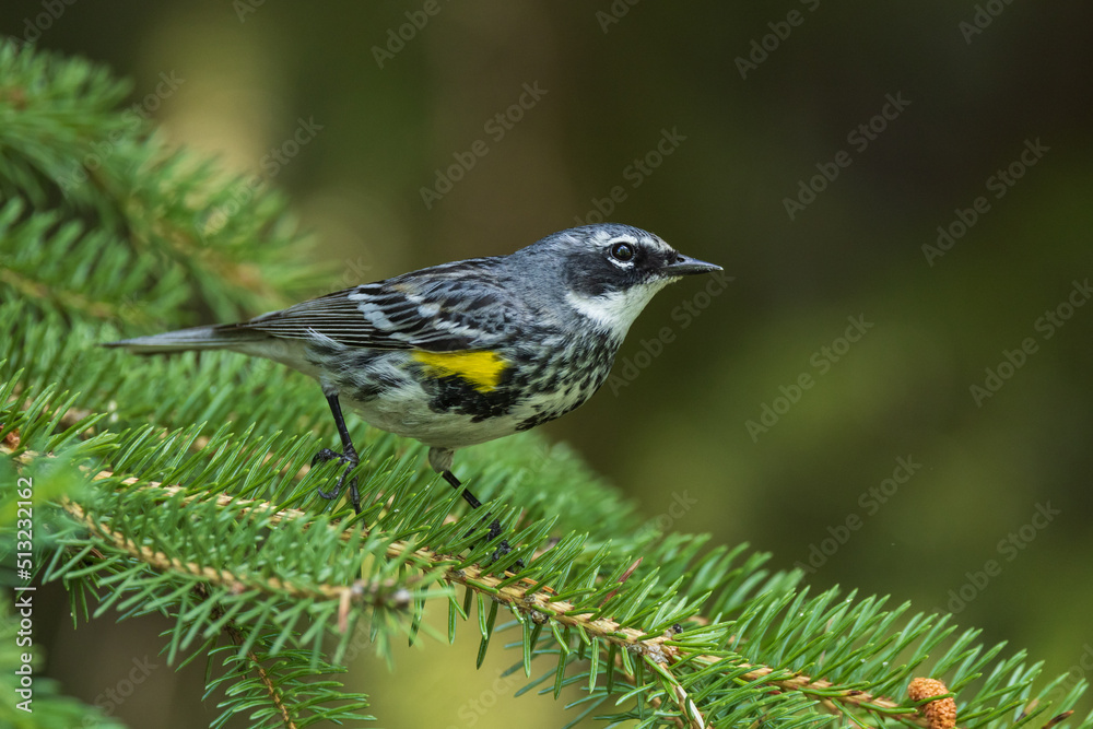 A Yellow-rumped Warbler in Alaska A Yellow-rumped Warbler in Alaska