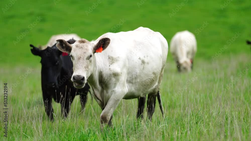 Cows in a field eating grass in Tasmania Australia, usda prime beef grazing on pasture in America. American cattle with food and mouth disease Cows in a field eating grass in Tasmania Australia, usda prime beef grazing on pasture in America. American cattle with food and mouth disease