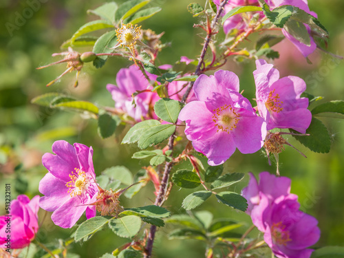 Alaskan Wild Rose, Prickly Rose, Rosa Acicularis