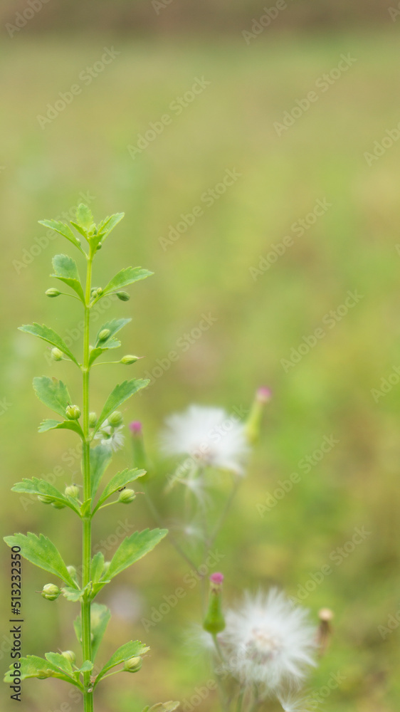 Wild plants with a subtle blur background, suitable for use as wallpaper or graphic resources, quotes and others Wild plants with a subtle blur background, suitable for use as wallpaper or graphic resources, quotes and others