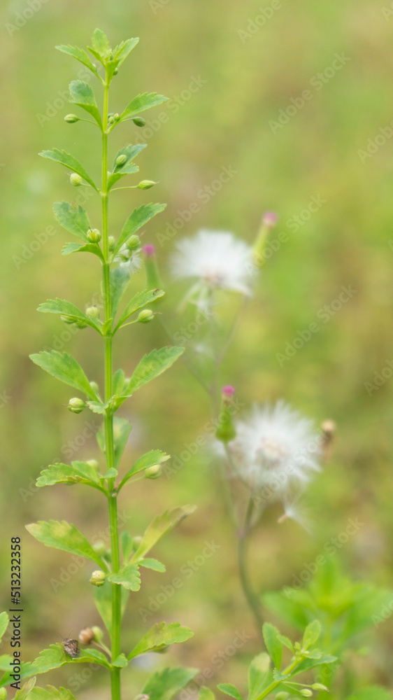 Wild plants with a subtle blur background, suitable for use as wallpaper or graphic resources, quotes and others Wild plants with a subtle blur background, suitable for use as wallpaper or graphic resources, quotes and others
