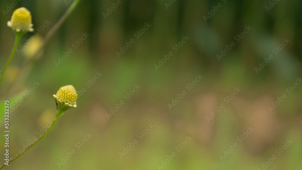 Wild plants with a subtle blur background, suitable for use as wallpaper or graphic resources, quotes and others Wild plants with a subtle blur background, suitable for use as wallpaper or graphic resources, quotes and others