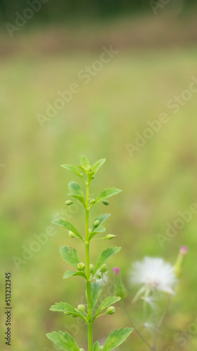 Wild plants with a subtle blur background  suitable for use as wallpaper or graphic resources  quotes and others