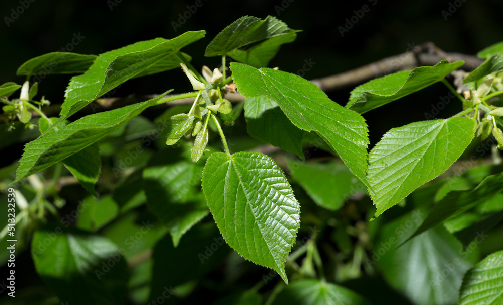 A sprig of linden tree. Spring flowering of a medicinal plant. A sprig of linden tree. Spring flowering of a medicinal plant.