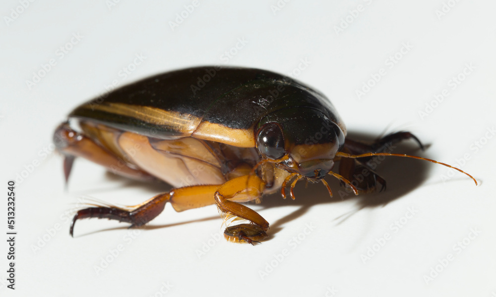 Dytiscidae – are the predaceous diving beetles, a family water beetles. Cybister lateralimarginalis-male. Dytiscidae – are the predaceous diving beetles, a family water beetles. Cybister lateralimarginalis-male.
