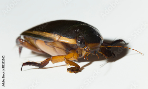 Dytiscidae – are the predaceous diving beetles, a family water beetles. Cybister lateralimarginalis-male. © Piotr