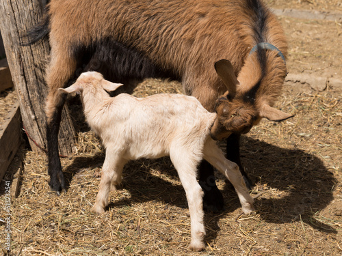 Alpine Goat Dairy Animal. Motherhood, the relationship between a mother and a newborn baby goat.