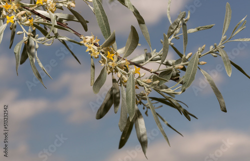 Elaeagnus commutata, the silverberry or wolf-willow, is a species of Elaeagnus. Spring flowering of the bush. Yellow flowers on the plant. photo