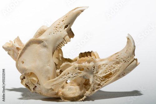 Skull of a hare on a white background. Rodent - (Lepus timidus). The bones of the head of the animal.