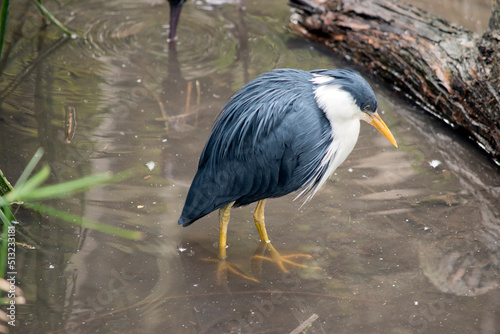 the pied heron is a black and white bird photo