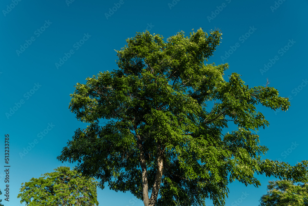 Pterocarpus indicus (Amboyna wood, Malay padauk, Papua New Guinea rosewood, Philippine mahogany