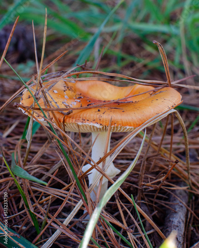 orange cap boletus photo