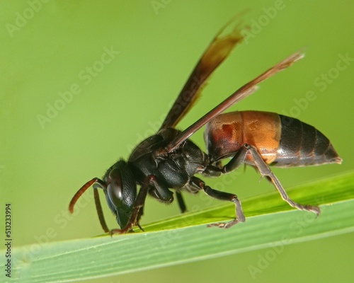 vespa affinis © Ima