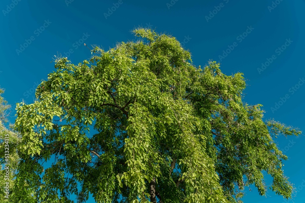 Obraz premium Tree plant in Magic Island, Ala Moana Regional Par, Honolulu Oahu Hawaii. Pterocarpus indicus , Amboyna wood, Malay padauk, Papua New Guinea rosewood, Philippine mahogany, Andaman redwood, Fabaceae