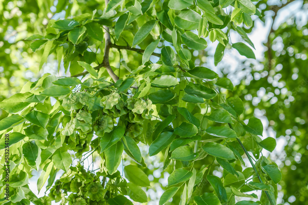 Mapunao Tree Tree plant in Magic Island, Ala Moana Regional Par, Honolulu Oahu ...