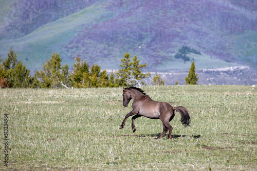 Grullo Wild Horse Mustang bucking while running in Montana United States