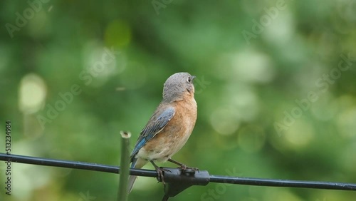 beautiful female eastern bluebird (Sialia sialis) on a wire