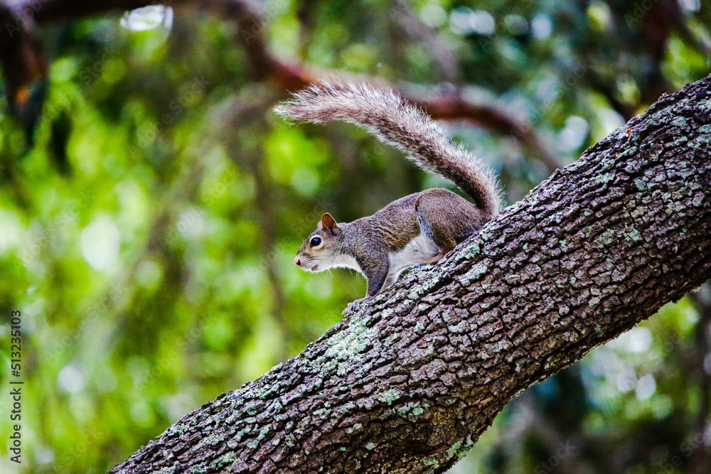 squirrel on a tree