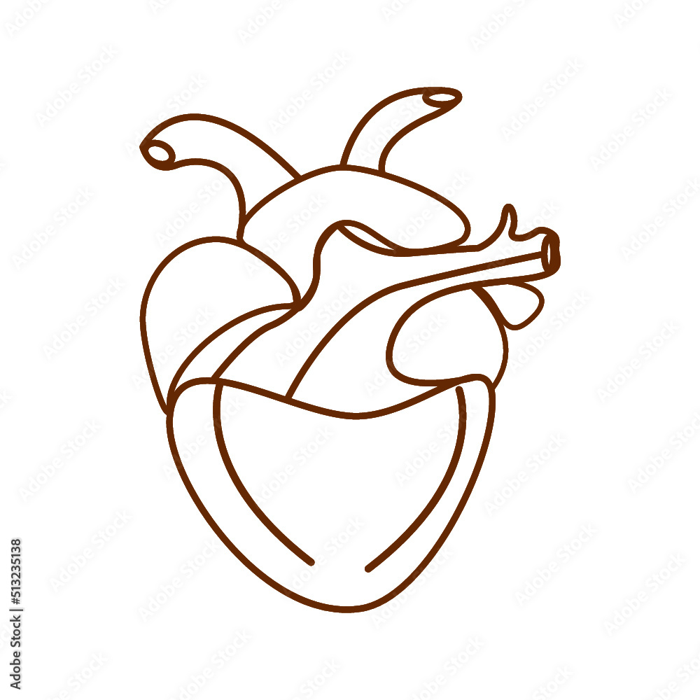 Icon of human heart in outline style isolated over white background. Vector illustration
Icon of human heart in outline style isolated over white background. Vector illustration
