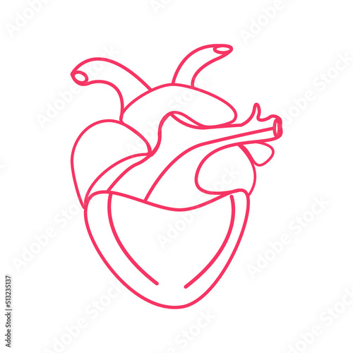 Human anatomical heart thin line icon. Modern vector illustration of human organ.
